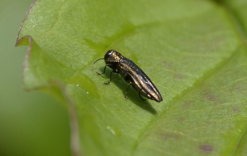 Piccolo buprestide id. - Agrilus sp.